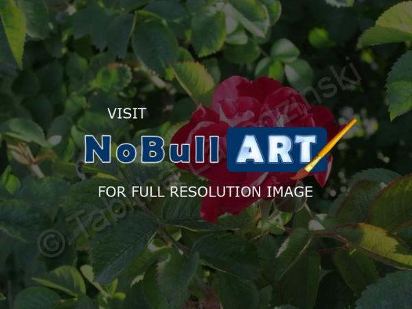 Photography - Rose - Digital Camera