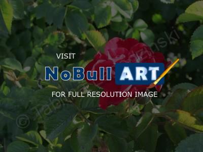 Photography - Rose - Digital Camera
