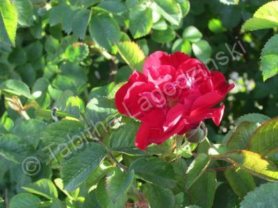 Photography - Rose - Digital Camera