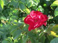 Rose - Digital Camera Photography - By Tabitha Lagodzinski, Summer Photography Artist