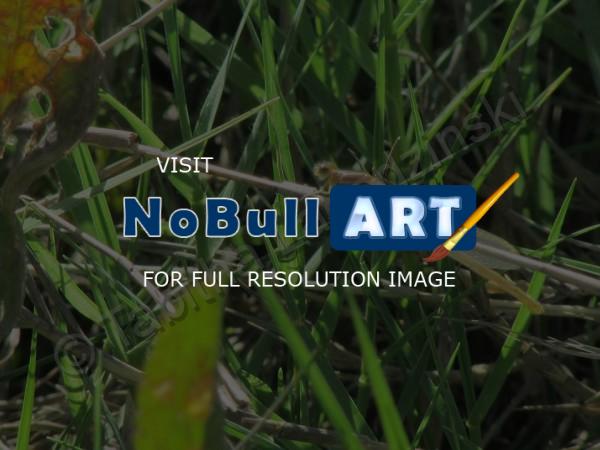 Photography - Small Dragon Fly - Digital Camera