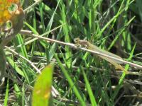 Photography - Small Dragon Fly - Digital Camera