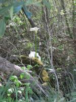 Lilly - Digital Camera Photography - By Tabitha Lagodzinski, Spring Photography Artist