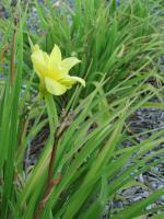 Yellow Lilly - Digital Camera Photography - By Tabitha Lagodzinski, Summer Photography Artist