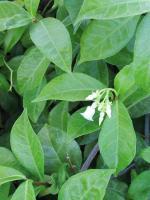 Photography - White Buds - Digital Camera