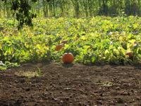 Photography - Pumpkins - Digital Camera