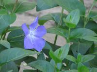 Blue - Digital Camera Photography - By Tabitha Lagodzinski, Spring Photography Artist