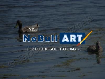 Photography - Ducks - Digital Camera