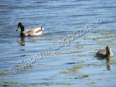 Photography - Ducks - Digital Camera