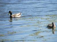 Ducks - Digital Camera Photography - By Tabitha Lagodzinski, Summer Photography Artist