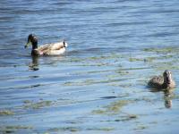 Photography - Ducks - Digital Camera