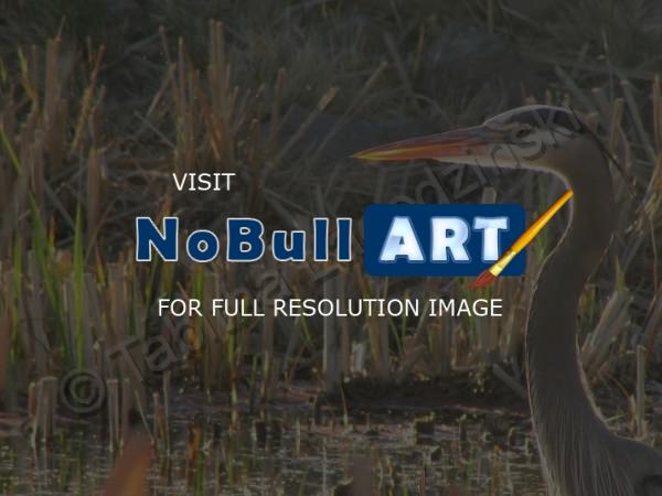 Photography - Big Bird - Digital Camera