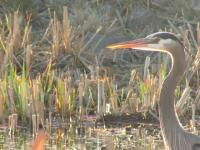 Photography - Big Bird - Digital Camera