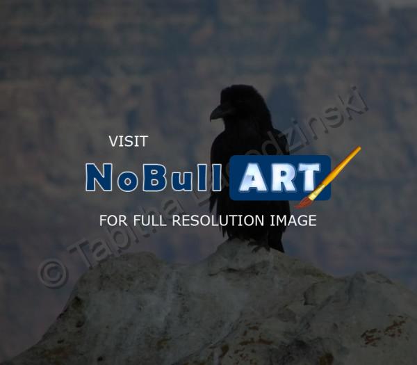 Photography - Lone Bird - Digital Camera
