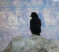 Photography - Lone Bird - Digital Camera