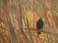 Resting - Digital Camera Photography - By Tabitha Lagodzinski, Summer Photography Artist