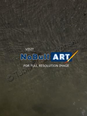 Photography - Sea Shell - Digital Camera