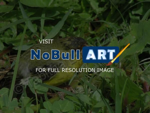Photography - Little Bird - Digital Camera