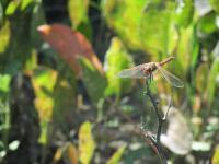 Small Legs - Digital Camera Photography - By Tabitha Lagodzinski, Summer Photography Artist