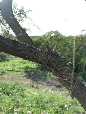 Photography - Spider Web - Digital Camera