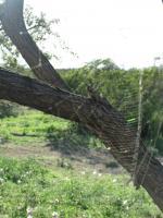 Photography - Spider Web - Digital Camera