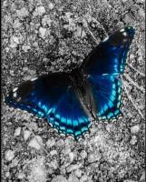 Blue Winged Beauty - Digital Photography - By Elizabeth Edmonds, Photography By Elizabeth Edmon Photography Artist