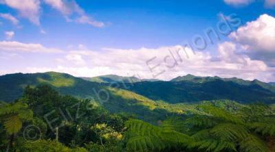 My Photography - Coffee Plantation - Digital