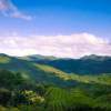 Coffee Plantation - Digital Photography - By Elizabeth Edmonds, Photography By Elizabeth Edmon Photography Artist