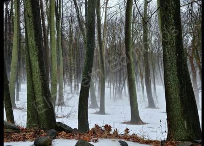 My Photography - Witchy Woods - Digital