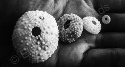 My Photography - Sea Urchins - Digital