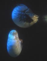 Nautilus Twins - Digital Photograph Photography - By Julianne Fuchs-Musgrave, Nature Photography Artist