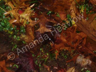 Nature Photography - Wet Autumn Leaves - Digital