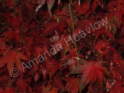 Nature Photography - Japanese Maple No 1 - Digital