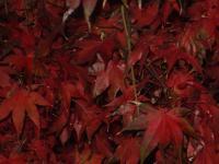 Japanese Maple No 1 - Digital Photography - By Amanda Heavlow, Nature Photography Artist