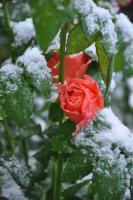 Winter Blooms - Digital Photography - By Amanda Heavlow, Nature Photography Artist