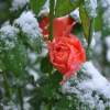 Winter Blooms - Digital Photography - By Amanda Heavlow, Nature Photography Artist