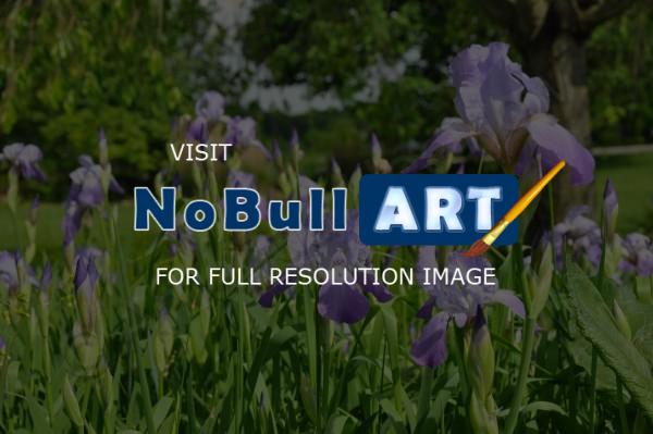 Nature Photography - Iris Fields - Digital