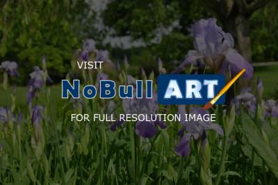 Nature Photography - Iris Fields - Digital