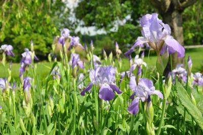 Nature Photography - Iris Fields - Digital