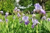 Nature Photography - Iris Fields - Digital