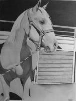 The Palomino - Pencil Drawings - By Courtney Markwell, Realism Drawing Artist