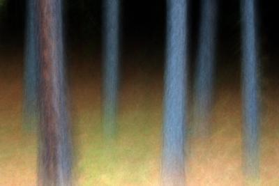 Landscapes - Enchanted Forest 2 - Digital Image