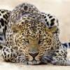 Leopard Kiss - Digital Photography - By Leopard Kiss De La Torre, Jazz Photography Artist