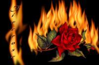 Fire Rose - Digital Digital - By Nancy Northcutt, Digital Digital Artist