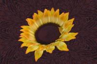 Sunflower Design - Digital Digital - By Nancy Northcutt, Abstract Digital Artist