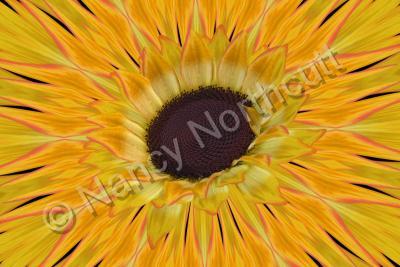 Digital Art - Sunflower Burst - Digital