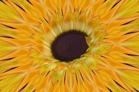 Sunflower Burst - Digital Digital - By Nancy Northcutt, Digital Digital Artist
