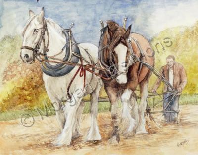 Animals - Shire Horses - Watercolor