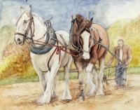 Animals - Shire Horses - Watercolor