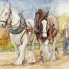 Shire Horses - Watercolor Paintings - By Morgan Fitzsimons, Traditional Painting Artist
